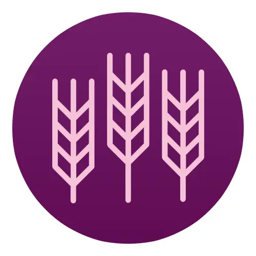Three wheat stalks icon on a purple circle background